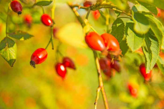 Arthrose entzündungshemmend hagebutte ernährungs-docs